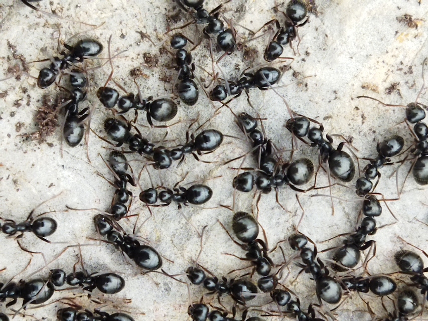 Formica fusca - kormos rabszolgahangya