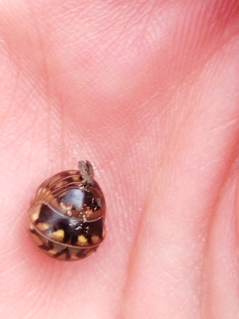Glomeris hexasticha