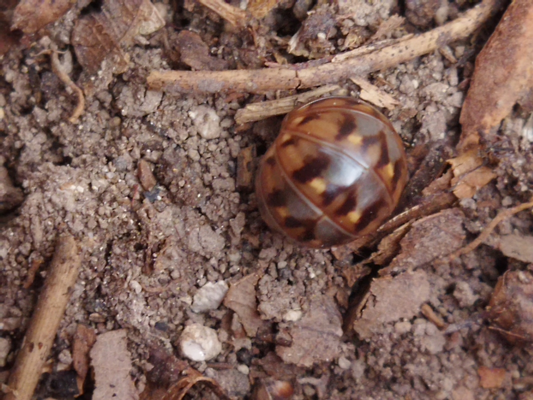 Glomeris hexasticha