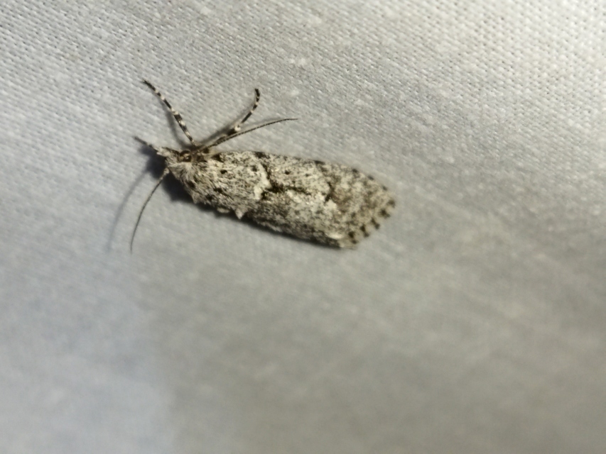 Diurnea fagella - szürke tavaszimoly