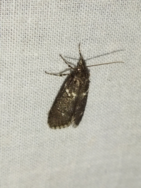 Diurnea fagella - szürke tavaszimoly