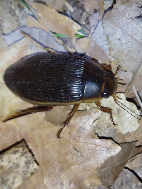 Dytiscus dimidiatus - tompacsípős csíkbogár