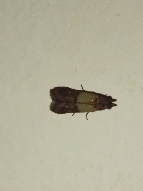 Plodia interpunctella - aszalványmoly