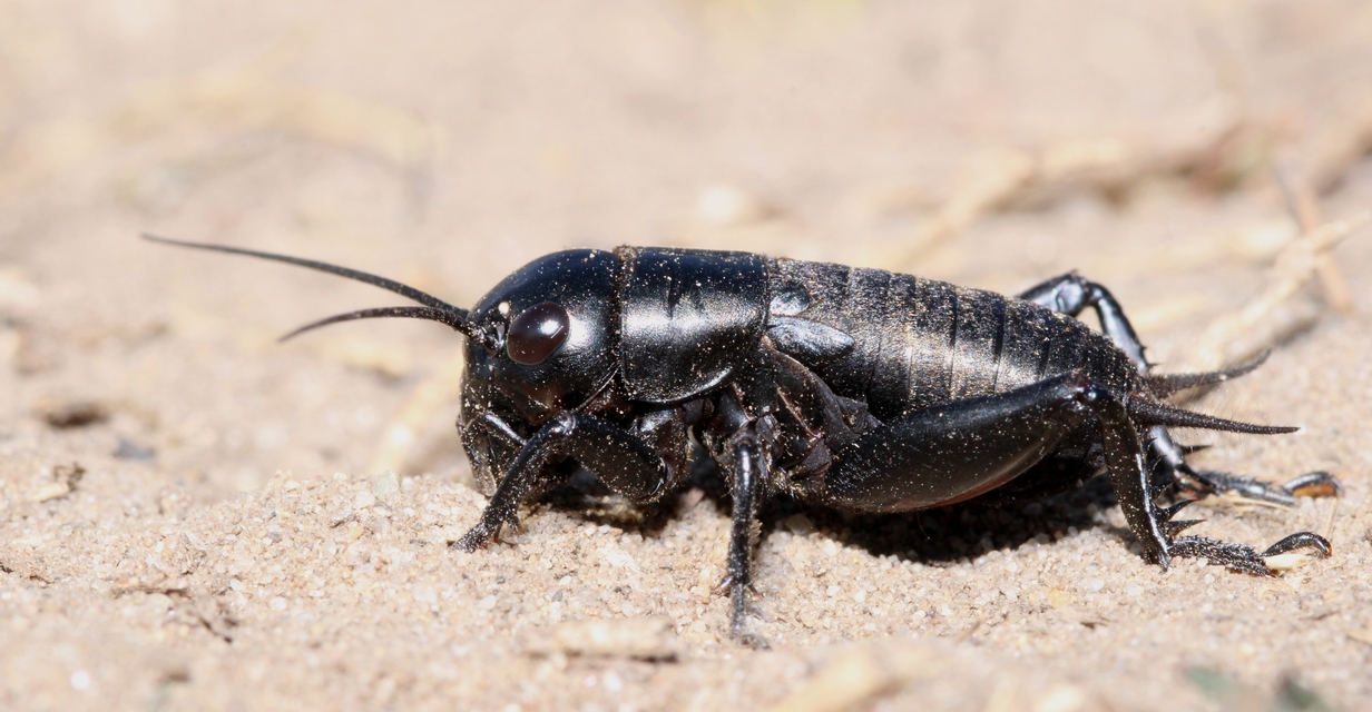 Gryllus campestris - mezei tücsök