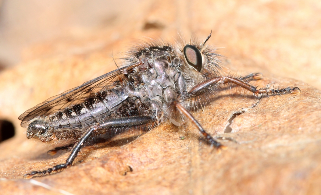 Erax barbatus