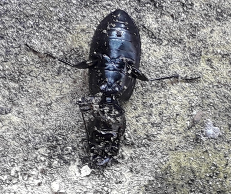 Broscus cephalotes - busafutó