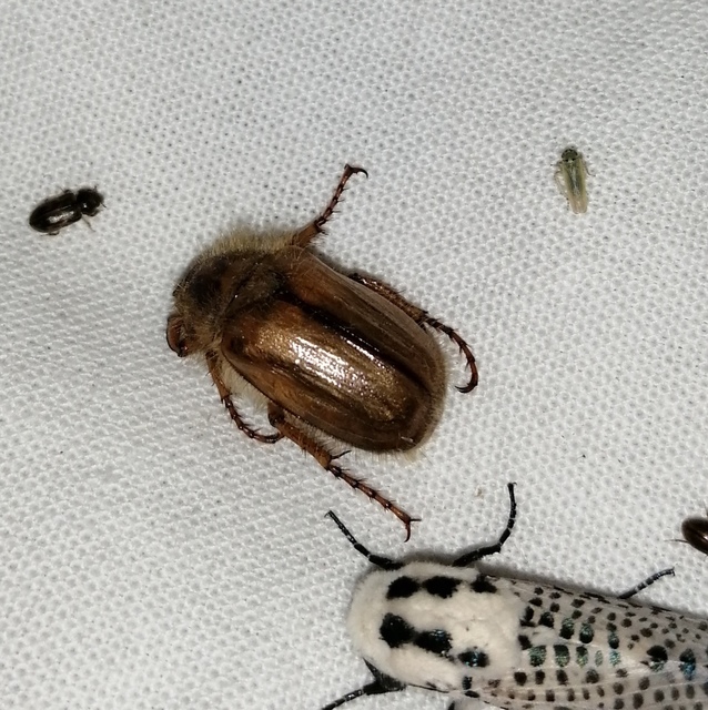 Amphimallon solstitiale - bordás sárgacserebogár