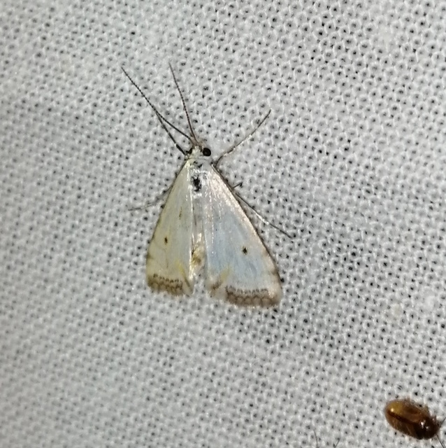 Cataclysta lemnata - békalencsemoly