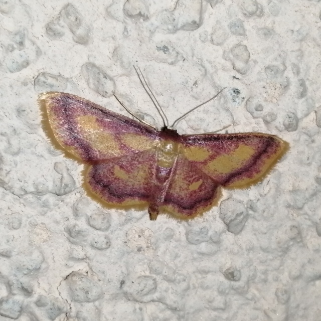Idaea muricata - mocsári pirosaraszoló