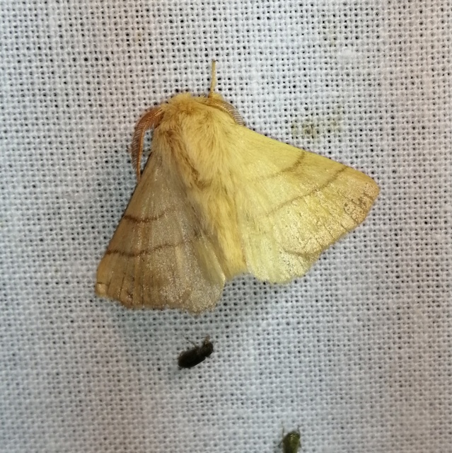 Malacosoma neustria - gyűrűsszövő