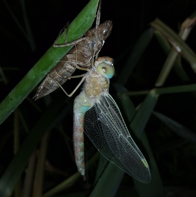 Anax parthenope - barna óriásacsa