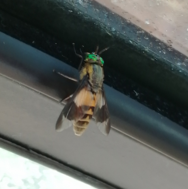 Chrysops