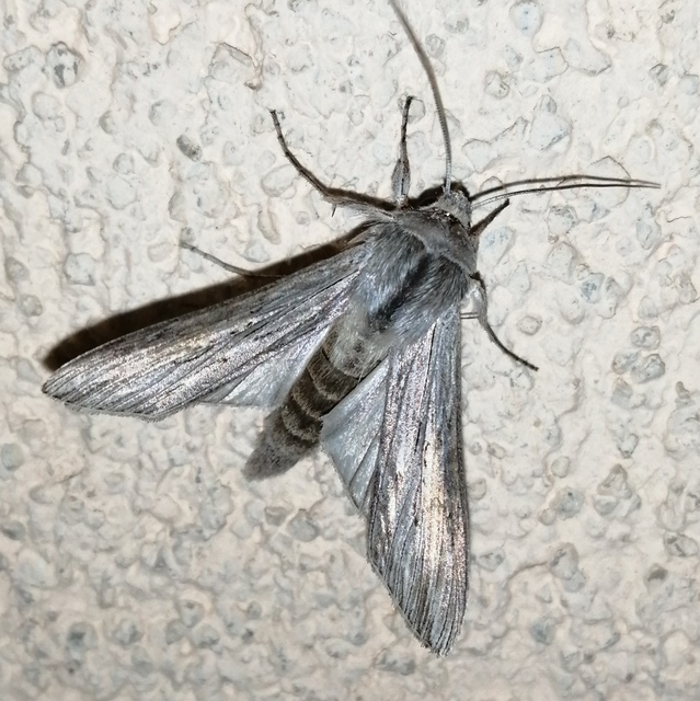 Cucullia umbratica - közönséges csuklyásbagoly