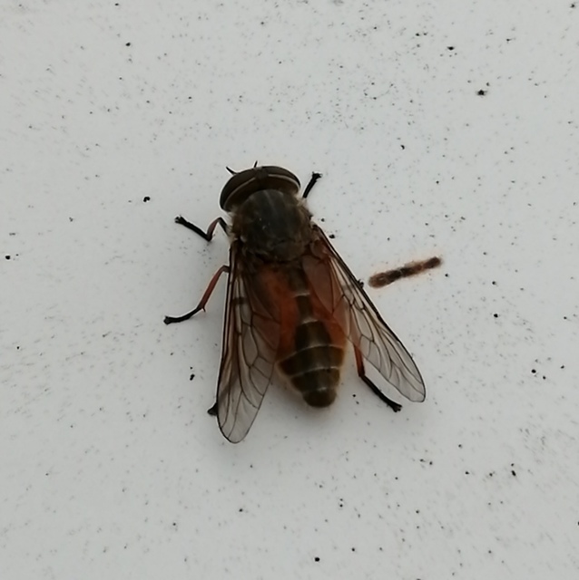 Hybomitra