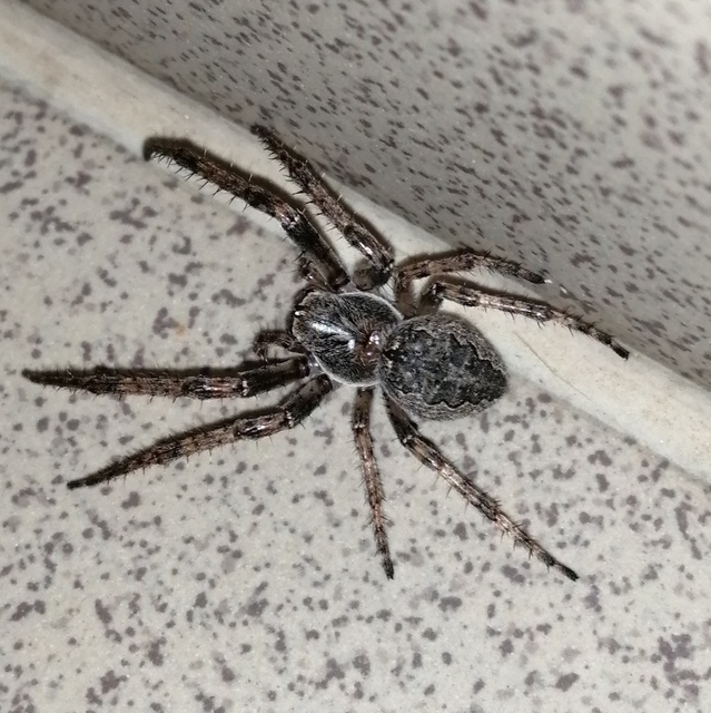 Larinioides ixobolus - ereszalji keresztespók