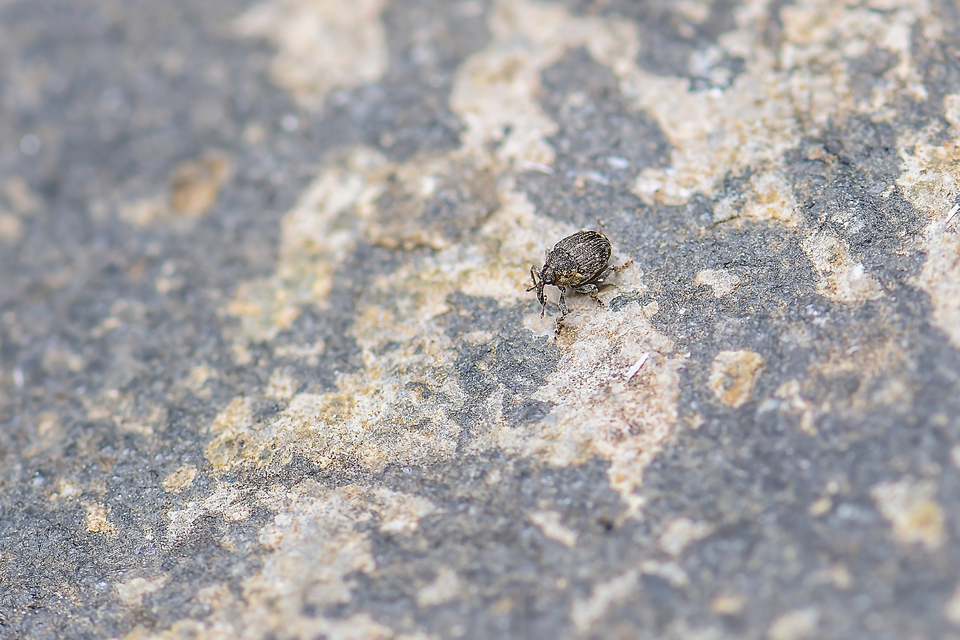 Nedyus quadrimaculatus - közönséges csalánormányos