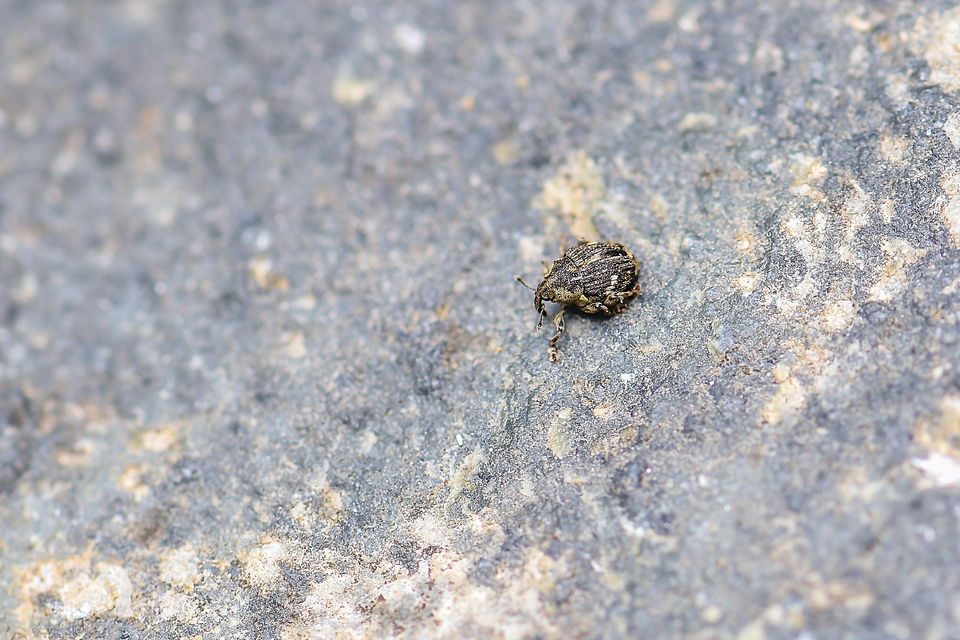 Nedyus quadrimaculatus - közönséges csalánormányos