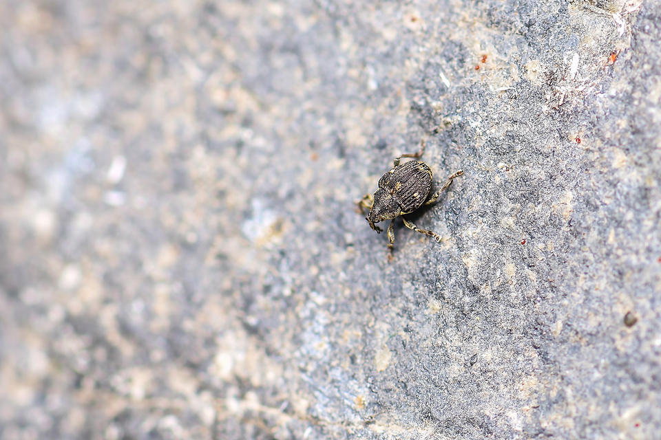 Nedyus quadrimaculatus - közönséges csalánormányos