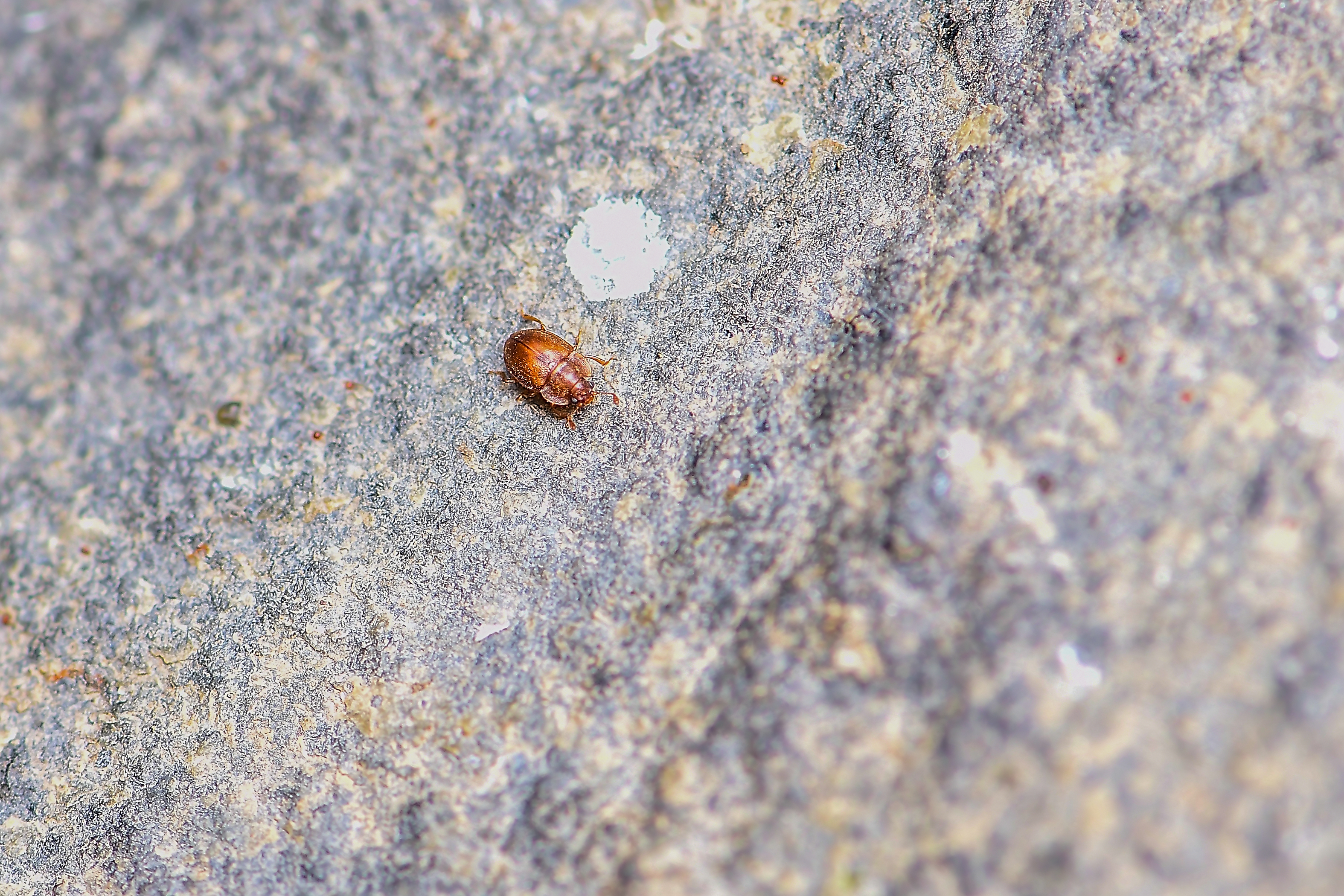 Epuraea limbata