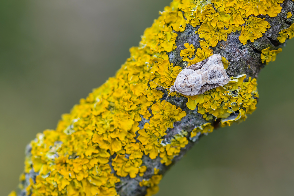 Tortricidae - sodrómolyfélék