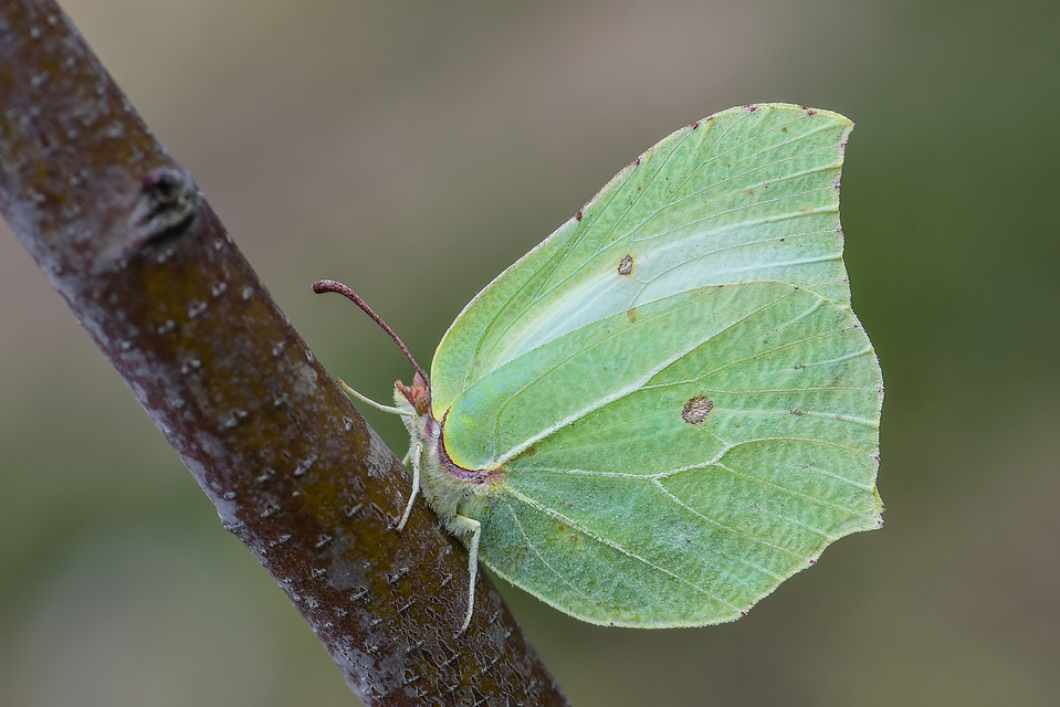 Gonepteryx rhamni - citromlepke