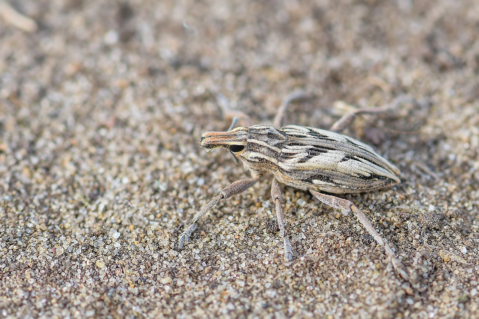 Coniocleonus nigrosuturatus - nyíljegyes barkó