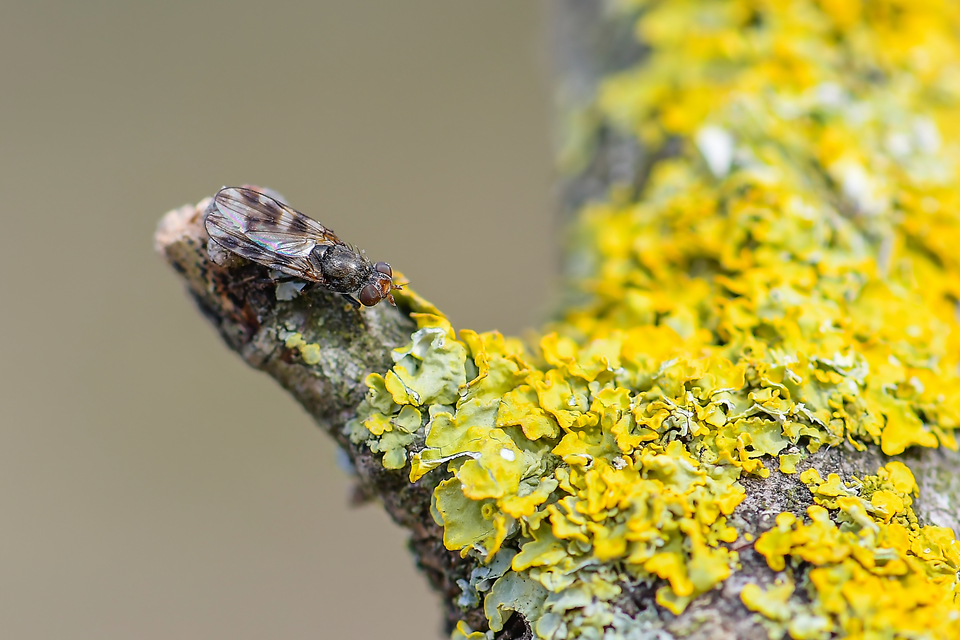 Ulidiidae - foltosszárnyú legyek