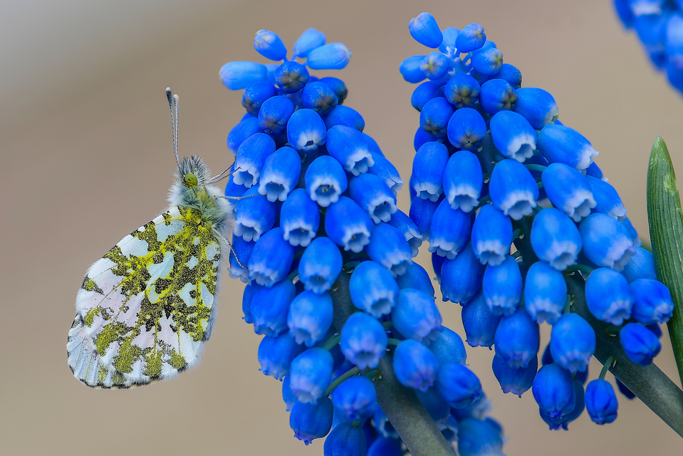 Anthocharis cardamines - hajnalpírlepke
