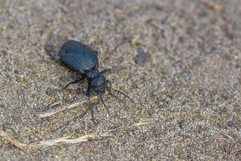 Meloe rugosus - ráncos nünüke