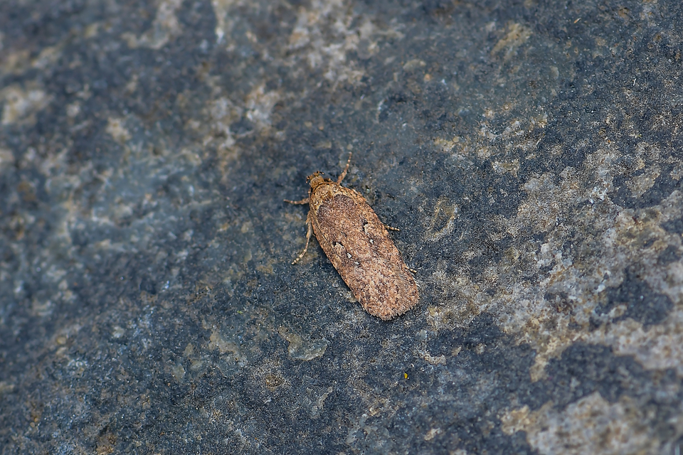 Depressariidae - laposmolyfélék