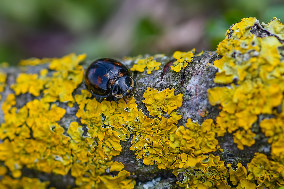 Harmonia axyridis - harlekinkatica