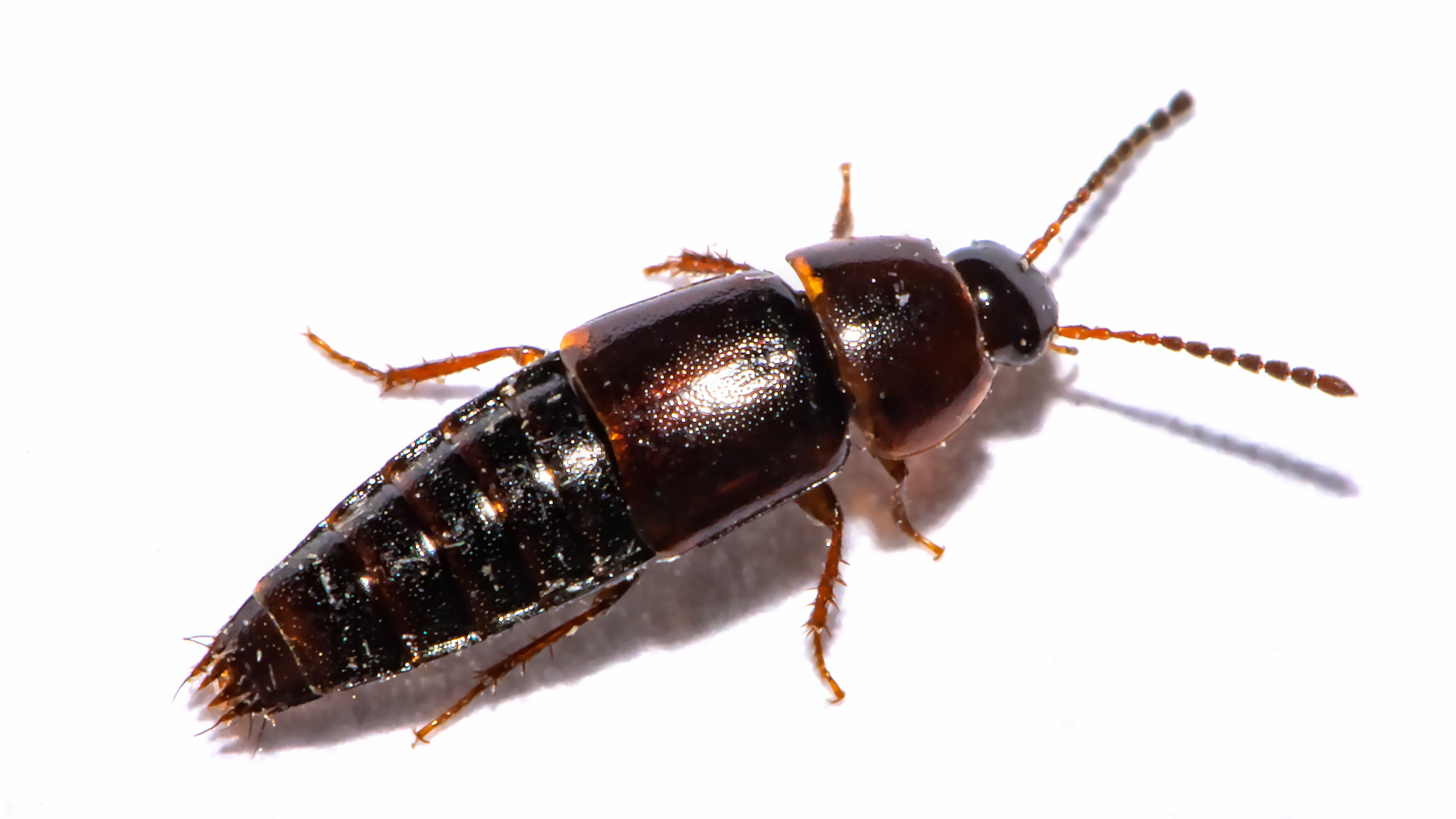 Tachinus corticinus - apró fürgeholyva
