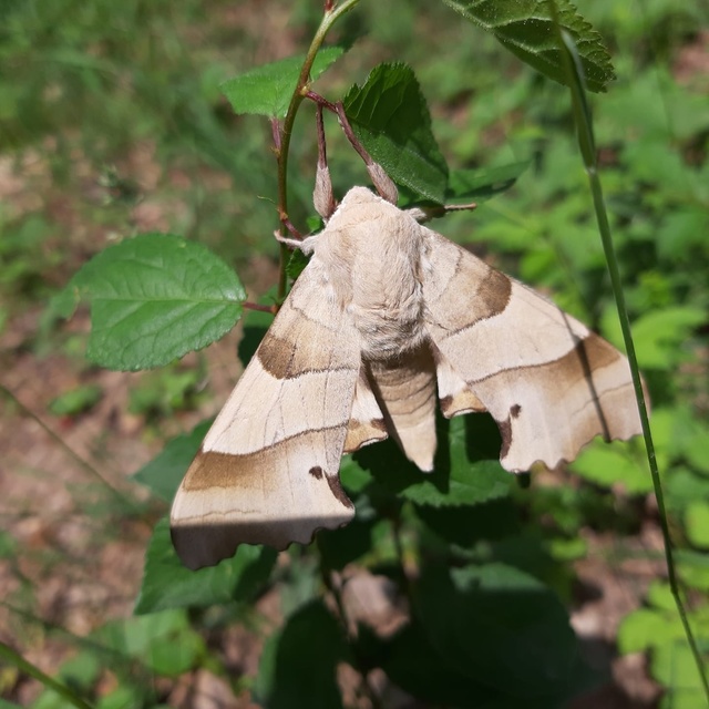 Marumba quercus - tölgyfaszender