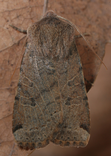 Conistra veronicae - veronika-őszibagoly
