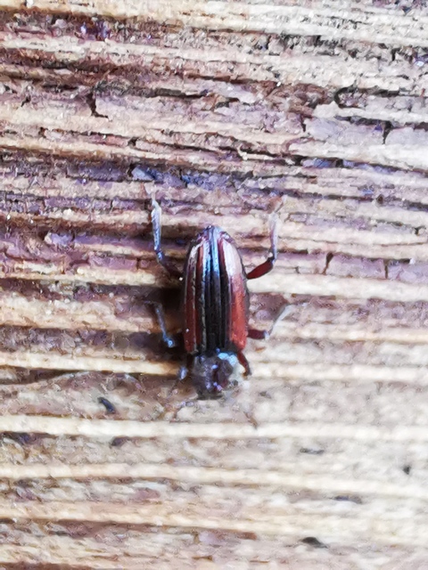 Bothrideres bipunctatus - szívnyakú humuszbogár