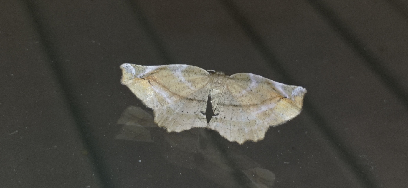 Apeira syringaria - orgona-araszoló