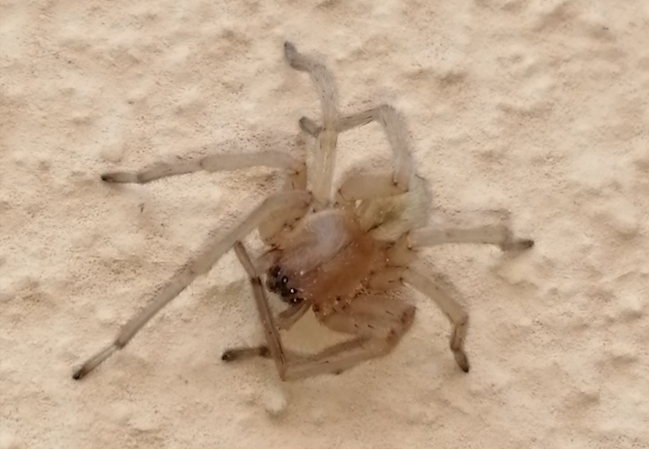 Cheiracanthium