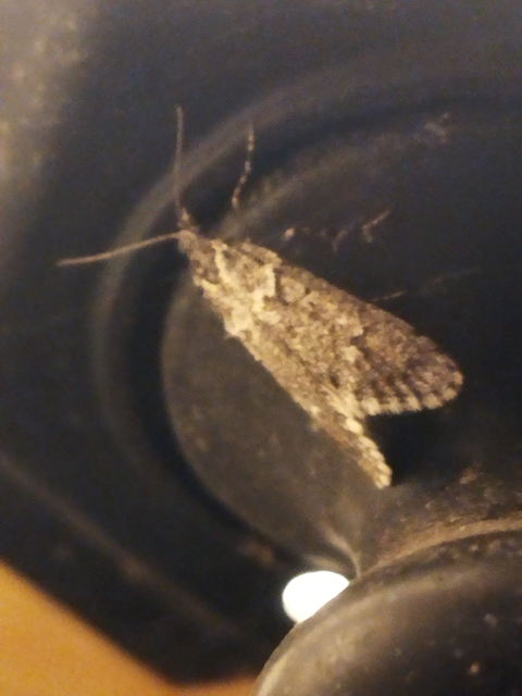 Diurnea fagella - szürke tavaszimoly