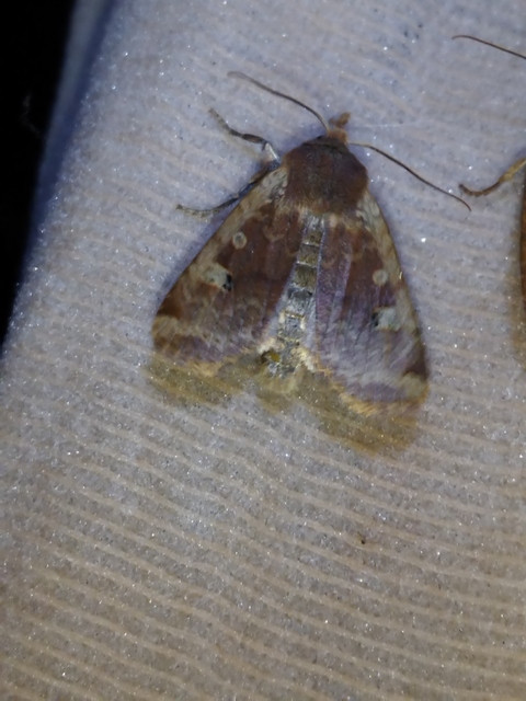 Conistra erythrocephala - vörösfejű őszibagoly