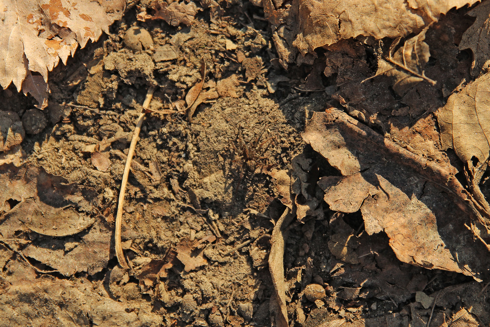 Trochosa