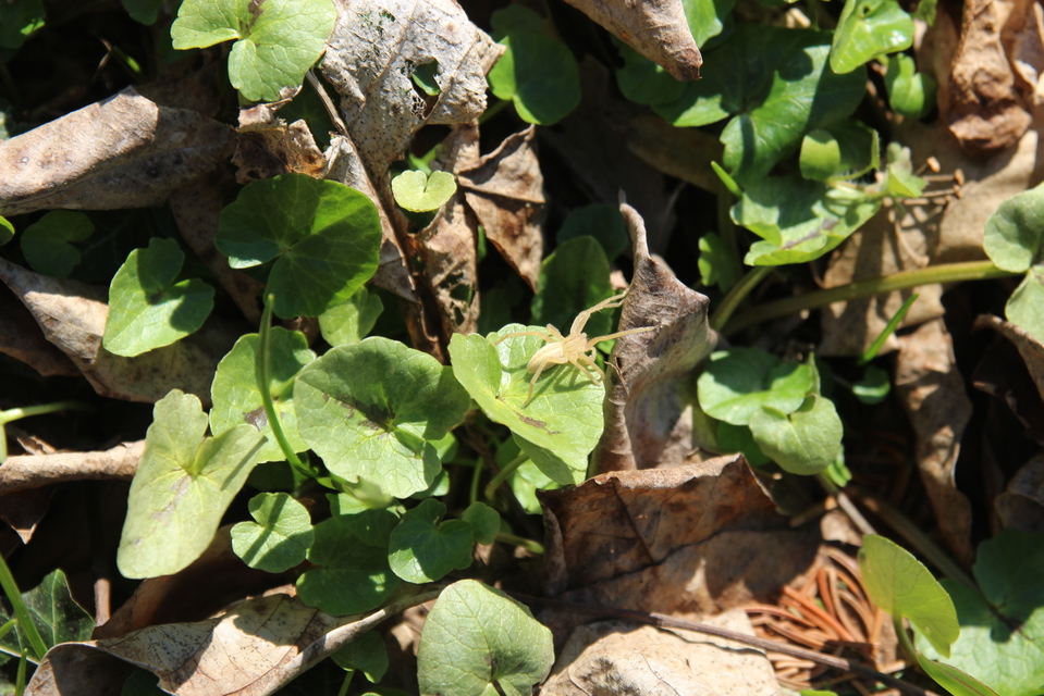 Micrommata virescens - hunyópók