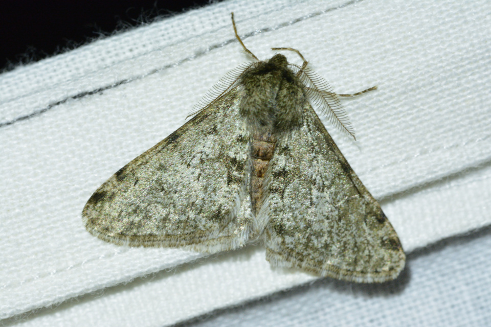 Apocheima pilosaria - zöldes tavasziaraszoló