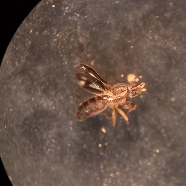 Trixoscelis marginella