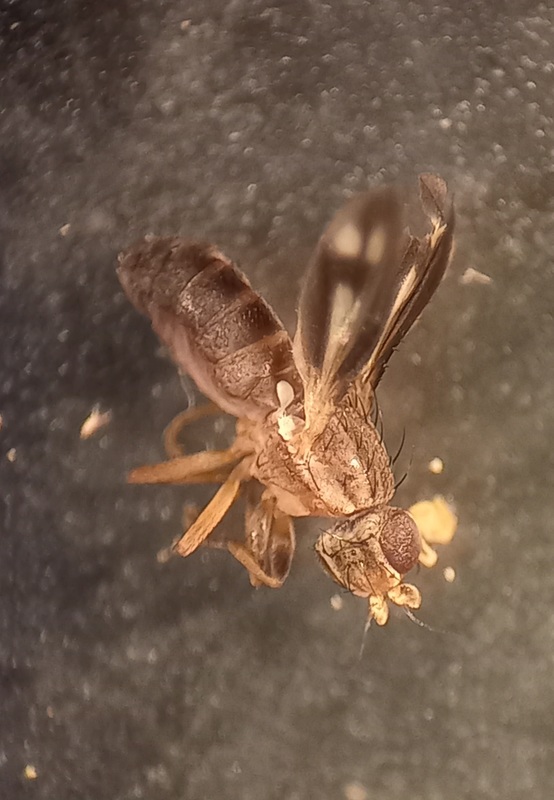 Trixoscelis marginella