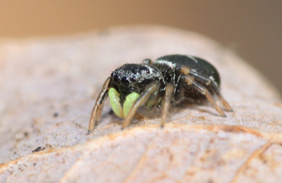 Heliophanus