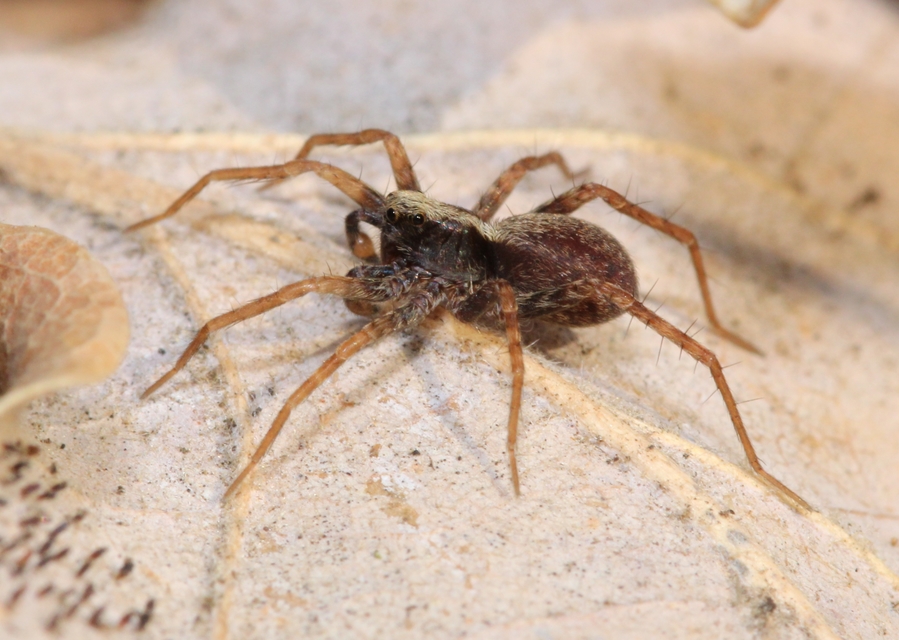 Pardosa