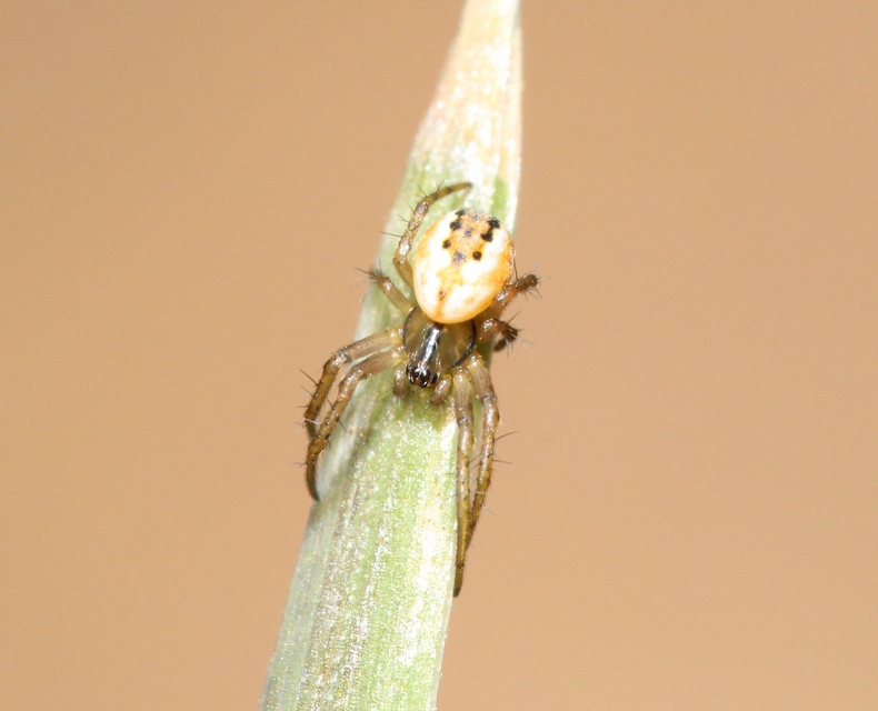Mangora acalypha - réti keresztespók