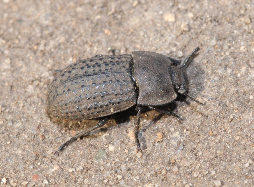 Opatrum sabulosum - sároshátú gyászbogár
