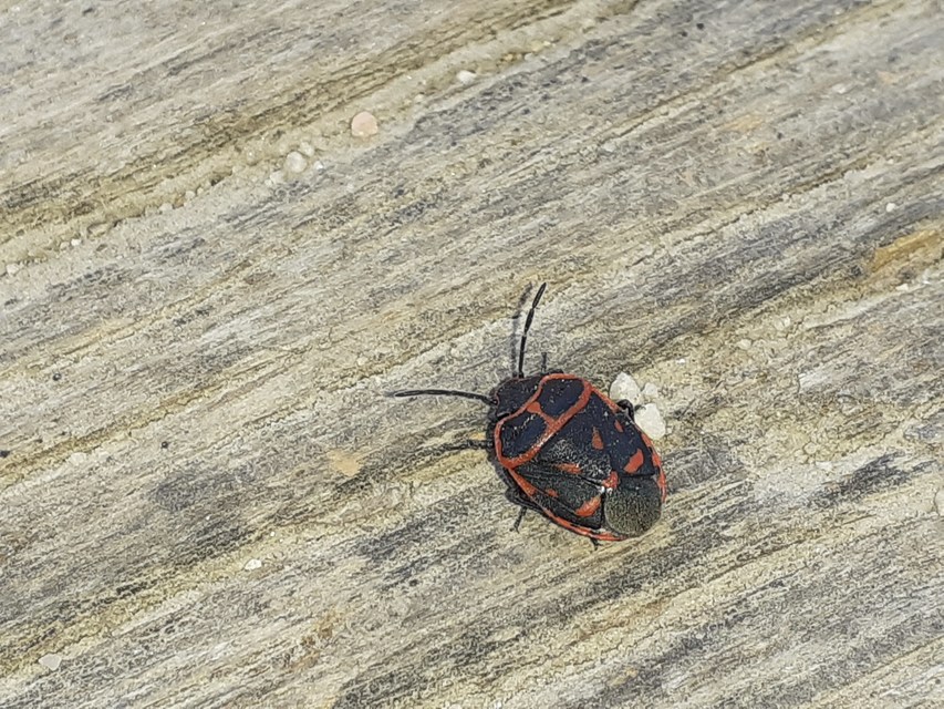 Eurydema fieberi - keresztespoloska Eurydema fieberi - keresztespoloska