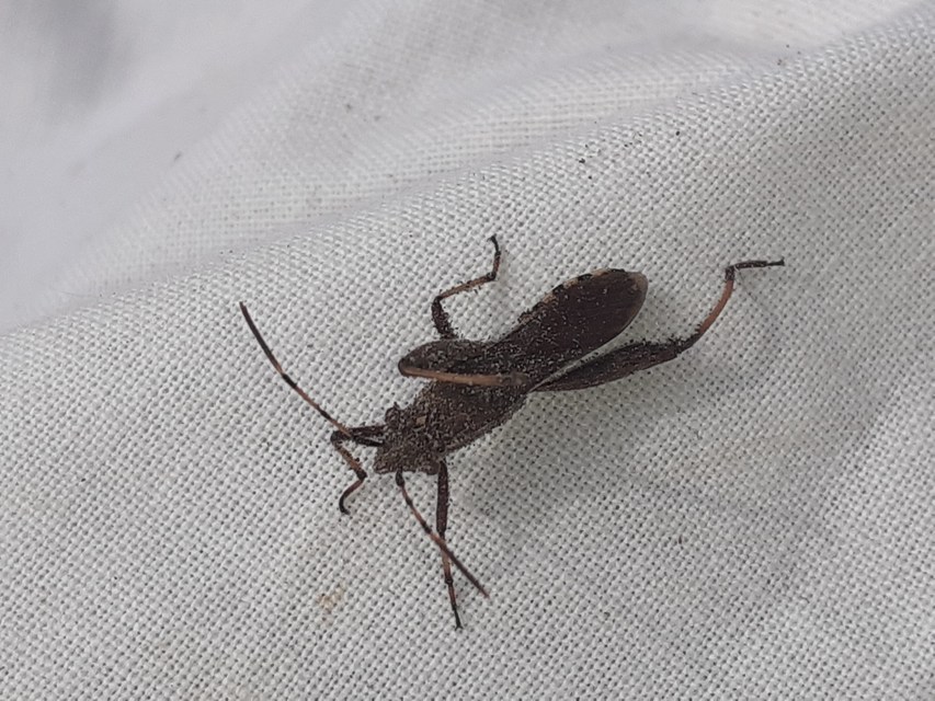 Camptopus lateralis - görbelábú karimáspoloska